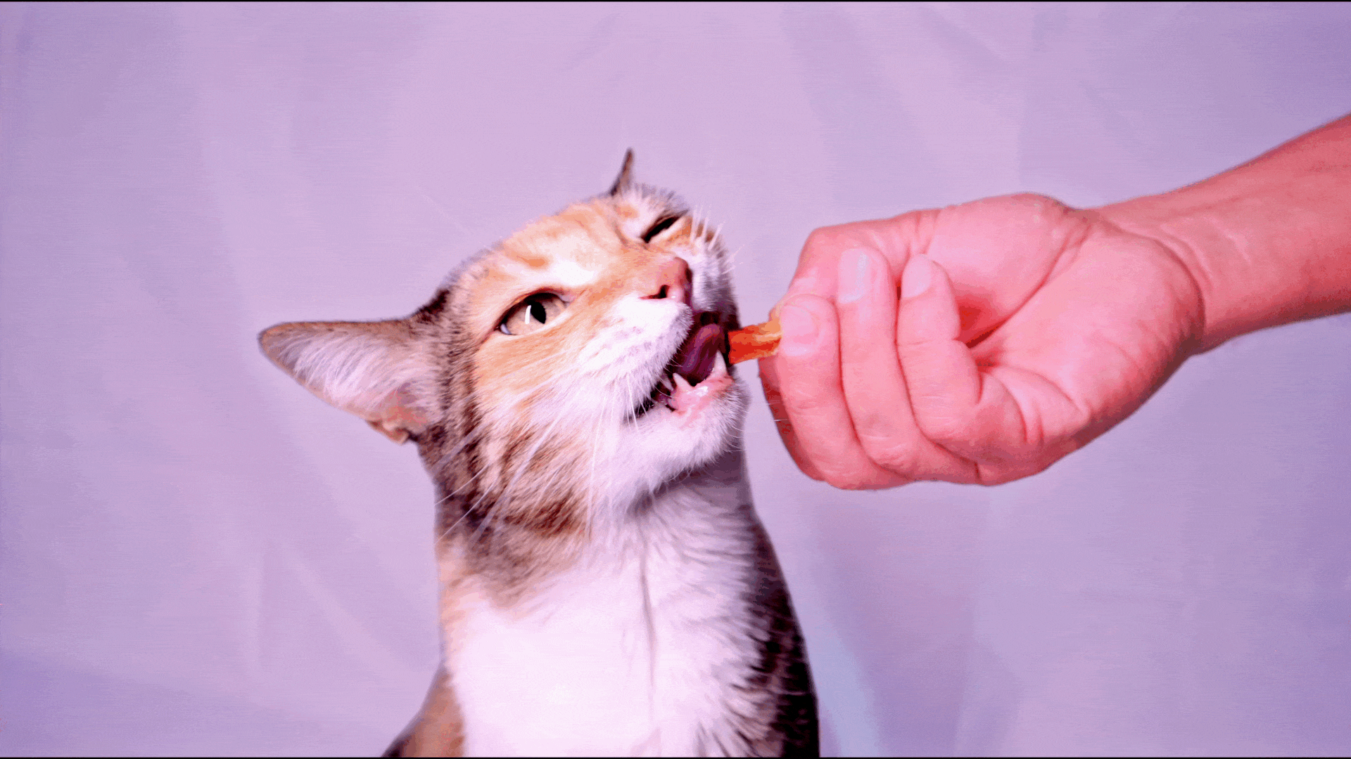 GIF de lindas mascotas comiendo snacks safelife diet