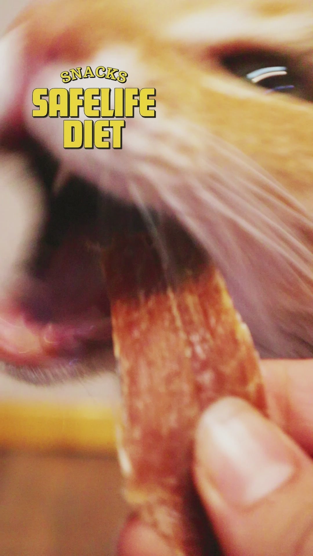 perro y gato comiendo snack de lomo de cerdo safelife diet