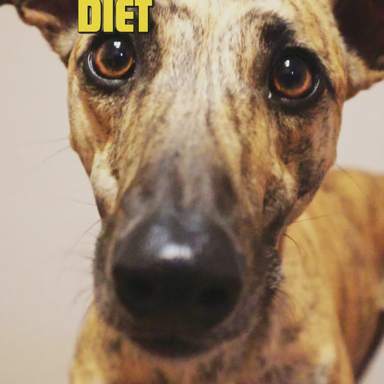 perro y gato comiendo snack de contre de pollo safelife diet