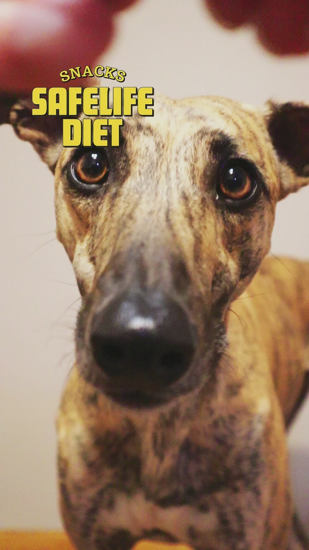 perro y gato comiendo snack de contre de pollo safelife diet