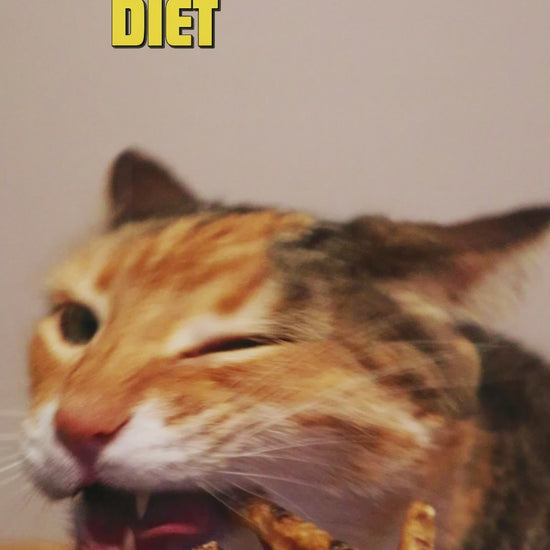 perro y gato comiendo snack de pata de pollo safelife diet