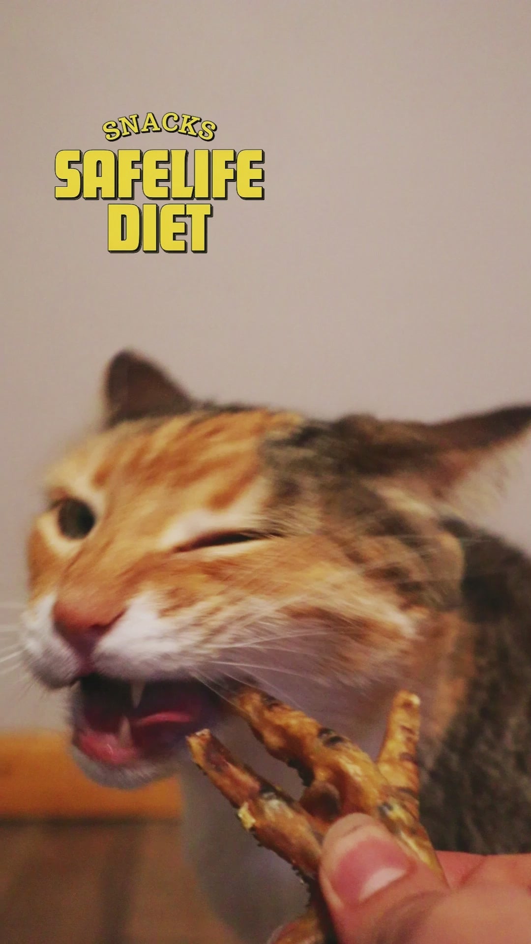 perro y gato comiendo snack de pata de pollo safelife diet